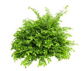 Obraz premium Tropical plant fence bush green shrub tree isolated on white background with clipping path.