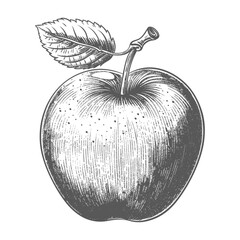 Apple Fruit with old engraving style