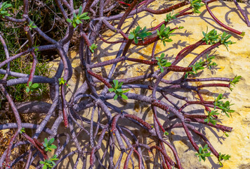 Euphorbia sp., poisonous succulent plant with succulent stem on erosional coastal cliffs of Gozo island, Malta