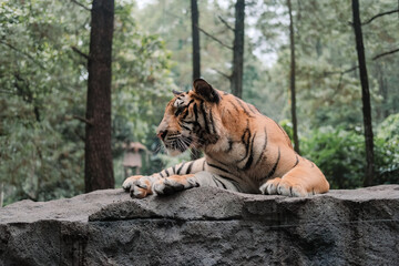 Sumatran Tiger (Panthera tigris sondaica) at The Taman Safari Indonesia II Prigen, East Java, Indonesia