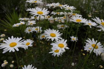 Blurred green leaves background with a lovely white daisy flower
