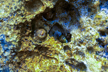 Mediterranean limpet and rayed Mediterranean limpet (Patella caerulea), Malta