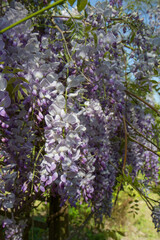 The Chinese wisteria (Wisteria sinensis) blooming in spring