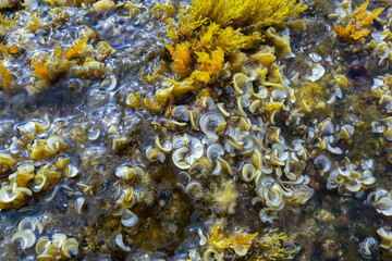 Padina pavonica, A complex of green, brown and red algae on coastal rocks on the island of Gozo, Malta