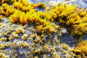 Chondrophycus sp., (CERAMIALES, RHODOPHYTA), algae on the rocks in the splash zone on the island of Gozo, Malta