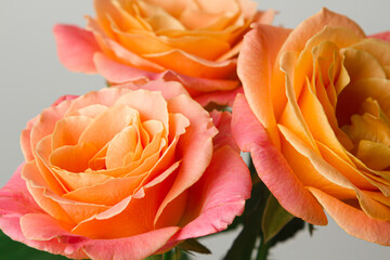 Orange roses on a white background