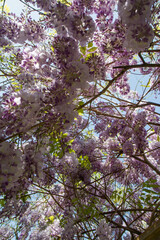 The Chinese wisteria (Wisteria sinensis) blooming in spring