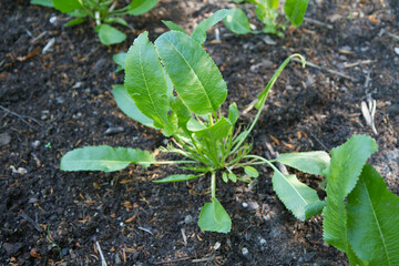 Horseradish plant growing in a garden