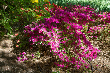 Azaleas shrubs blooming in a garden in spring	
