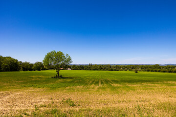 Champ vert avec un arbre en premier plan à Revel, dans le Lauragais