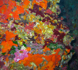 Vibrant yellow and red sea sponges in an underwater cave on the island of Gozo, Malta