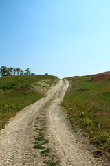 A dirt road with grass and trees
