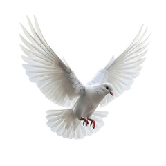 Fototapeta premium Cute dove flying isolated on transparent background, PNG file 