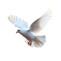 Fototapeta premium Cute dove flying isolated on transparent background, PNG file 