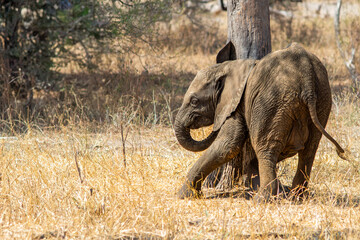 A young African elephant rubs itself against a tree