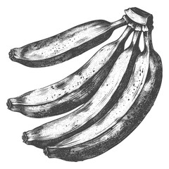Banana Fruit with old engraving style