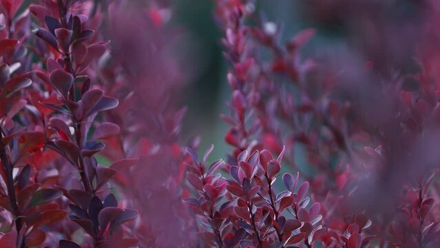 Video background of decorative barberry. branches with pink-red leaves sway in the wind. Soft focus
