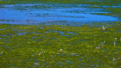 Accumulation of green algae Ulva and Enteromorpha near the shore in a salt lake on the Tiligul estuary