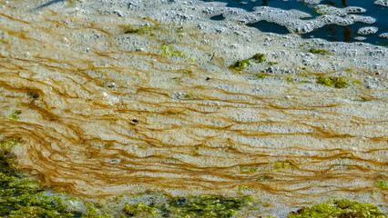 Dirty foam and rotting green algae near the shore in a salty hypertrophic lake in the Tiligul estuary