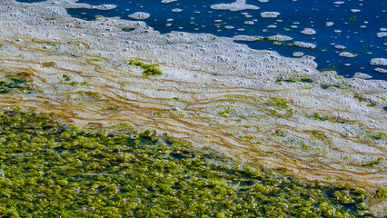 Dirty foam and rotting green algae near the shore in a salty hypertrophic lake in the Tiligul estuary