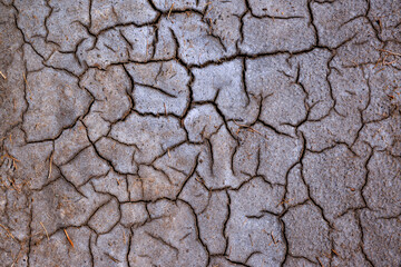 Dry cracked green with traces of white salt on the shore of a natural reservoir, Ukraine.