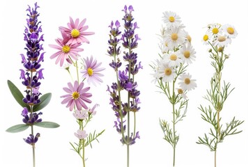 Fototapeta premium A close-up photo of wildflowers on a white background, featuring vibrant lavender, pink daisies, and white chamomile