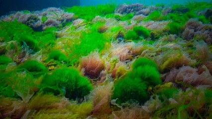 Underwater landscape, Black Sea. Green, red and brown algae on the seabed