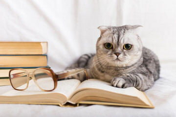 Cute cat plays with glasses and open books close up
