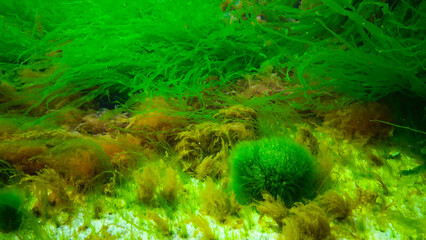 Underwater landscape, Black Sea. Green, red and brown algae on the seabed