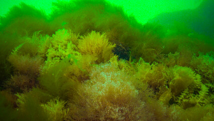 Underwater landscape, Black Sea. Green, red and brown algae on the seabed