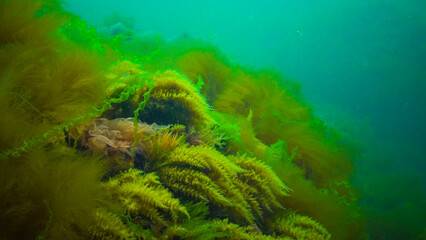 Underwater landscape, Black Sea. Green, red and brown algae on the seabed