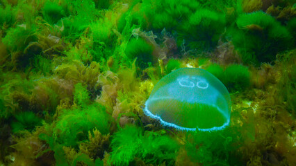 Moon jelly Aurelia aurita (moon jellyfish, common jellyfish) © Oleg Kovtun
