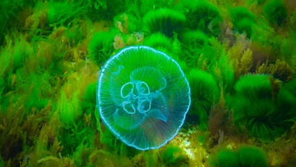 Moon jelly Aurelia aurita (moon jellyfish, common jellyfish) © Oleg Kovtun