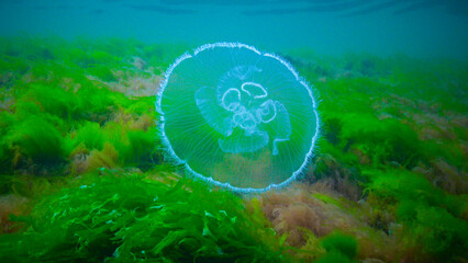 Moon jelly Aurelia aurita (moon jellyfish, common jellyfish) © Oleg Kovtun