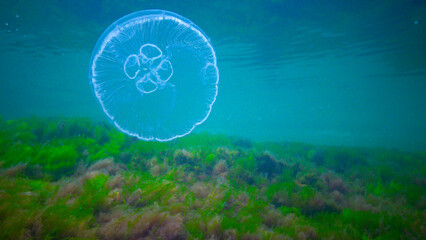 Moon jelly Aurelia aurita (moon jellyfish, common jellyfish) © Oleg Kovtun