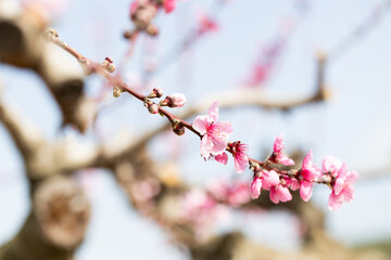 Peach flowering trees in gardens in spring