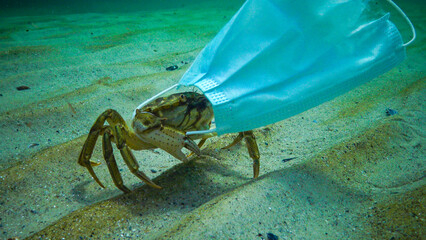 Large crab Carcinus entangled in medical mask, ocean pollution with plastic debris