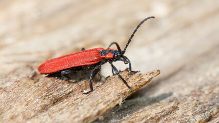 bug on a leaf