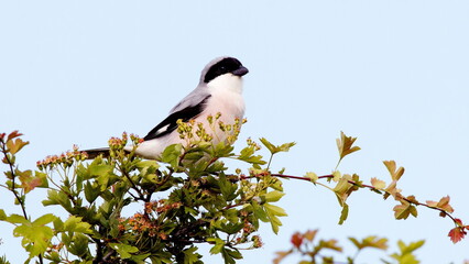 bird on tree