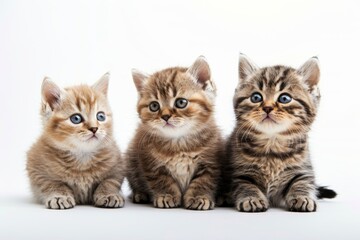 Adorable Kittens on White Background Generative AI