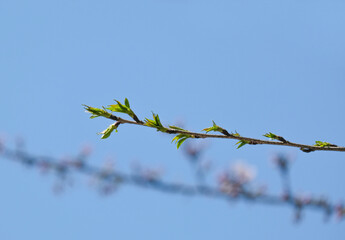 green leaves Japanese cherry blossoms flower or sakura bloomimg on the tree branch.  Small fresh buds and many petals layer romantic flora in botany garden.