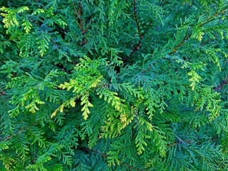 Cypress cedar tree branch. Thuja occidentalis bush is evergreen coniferous tree in cypress family...