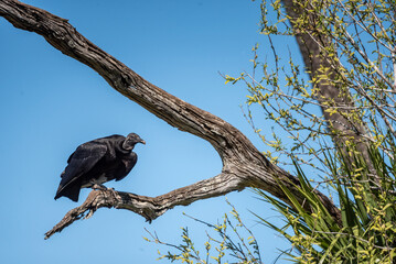 Black vulture