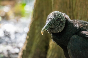 Black vulture