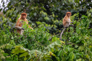 Fototapeta premium Proboscis Monkey - Nasalis larvatus, beautiful unique primate with large nose endemic to mangrove forests of the southeast Asian island of Borneo.