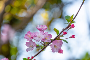 beauty group of sweet pink Japanese cherry blossoms flower or sakura bloomimg on the tree branch.  Small fresh buds and many petals layer romantic flora in botany garden.