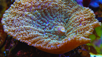 Sea anemone in the marine aquarium © Oleg Kovtun