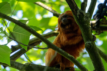 Monkey on branch of tree - animal in wilderness