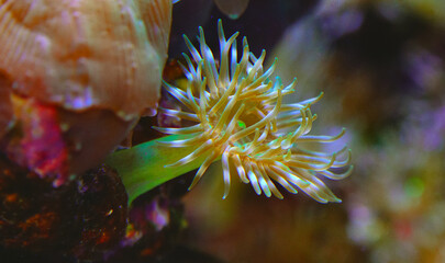 Tentacles of large sea anemone in a marine aquarium © Oleg Kovtun