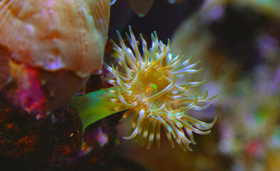 Tentacles of large sea anemone in a marine aquarium © Oleg Kovtun